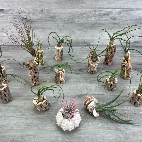 🔆AIR PLANT DRYED CACTUS 🔆 REAL PLANTS DECOR - Picture 6 of 9